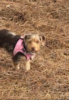 Pebbles, Adoptable, Puppy Female Yorkshire Terrier & Dachshund.