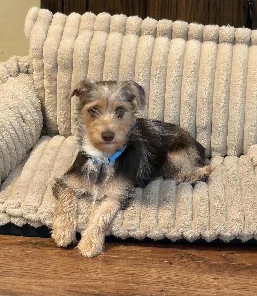 Enlarge Pebbles, a Adoptable mixed breed in Milton, GA image 2/5