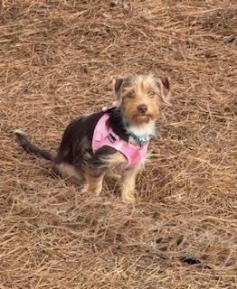 Enlarge Pebbles, a Adoptable mixed breed in Milton, GA image 3/5