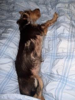 Enlarge Pebbles, a Adoptable mixed breed in Milton, GA image 4/5