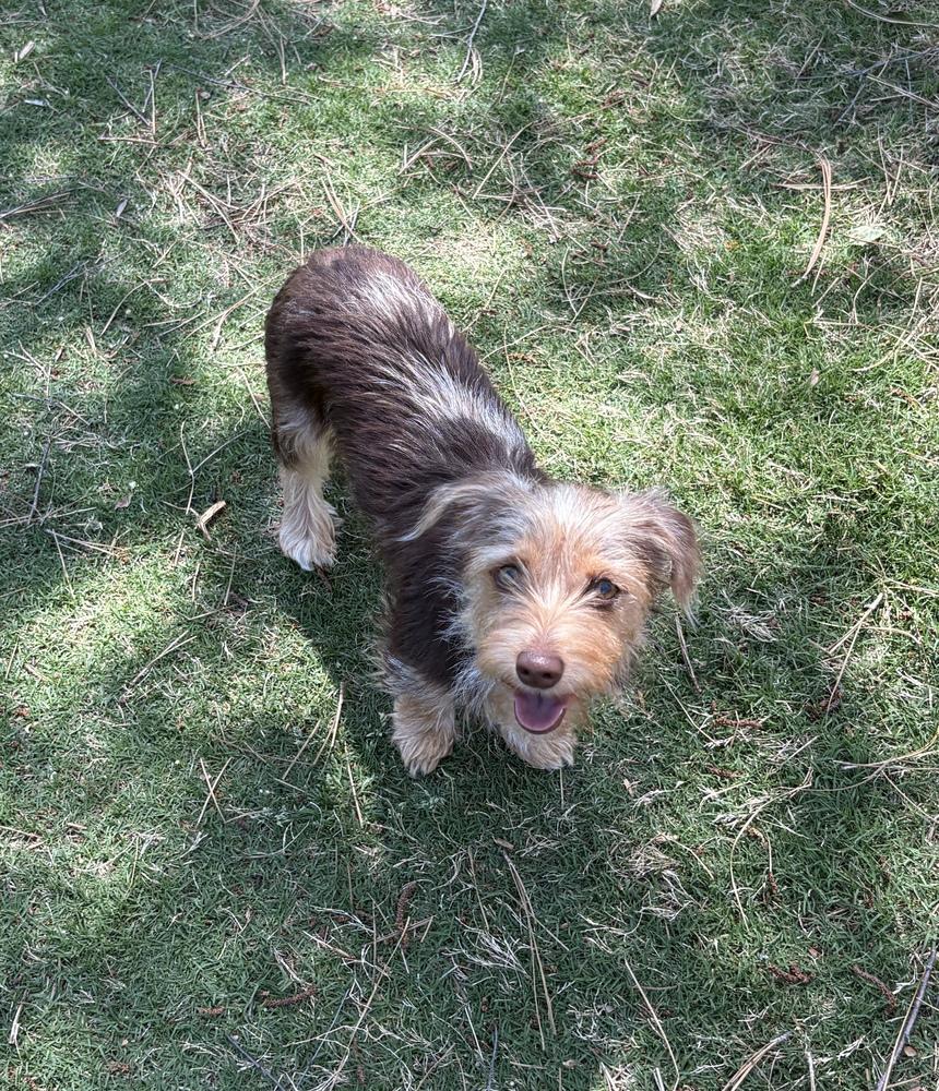 Enlarge Pebbles, a Adoptable mixed breed in Milton, GA image 5/5