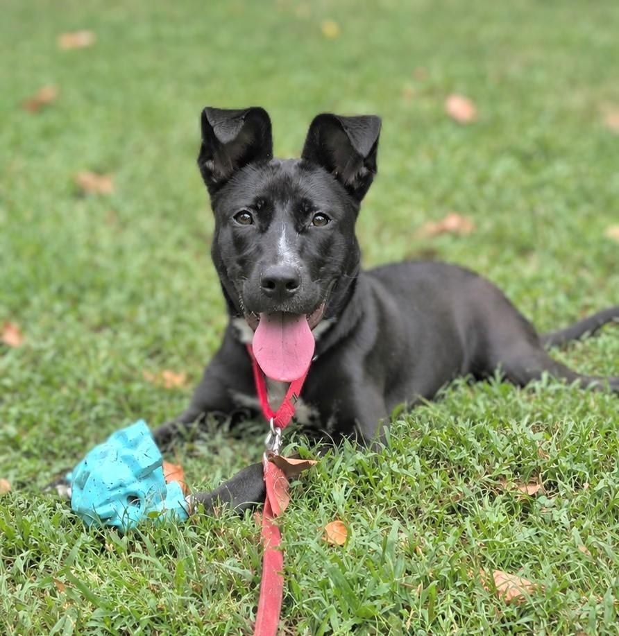 Espresso, Adoptable, Young Female Mixed Breed & Mixed Breed.