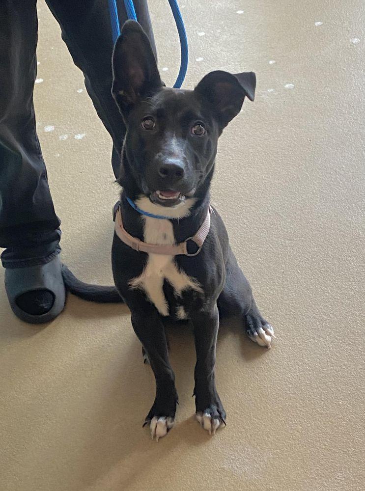 Enlarge Espresso, a Adoptable mixed breed in Alexandria, VA image 2/3