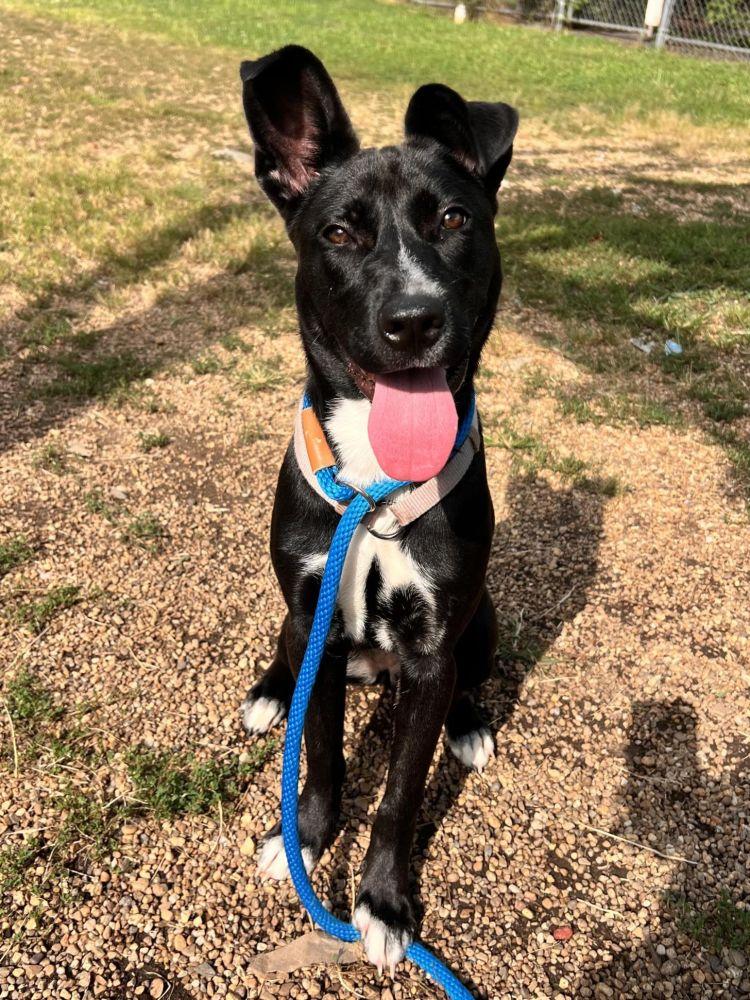 Enlarge Espresso, a Adoptable mixed breed in Alexandria, VA image 3/3