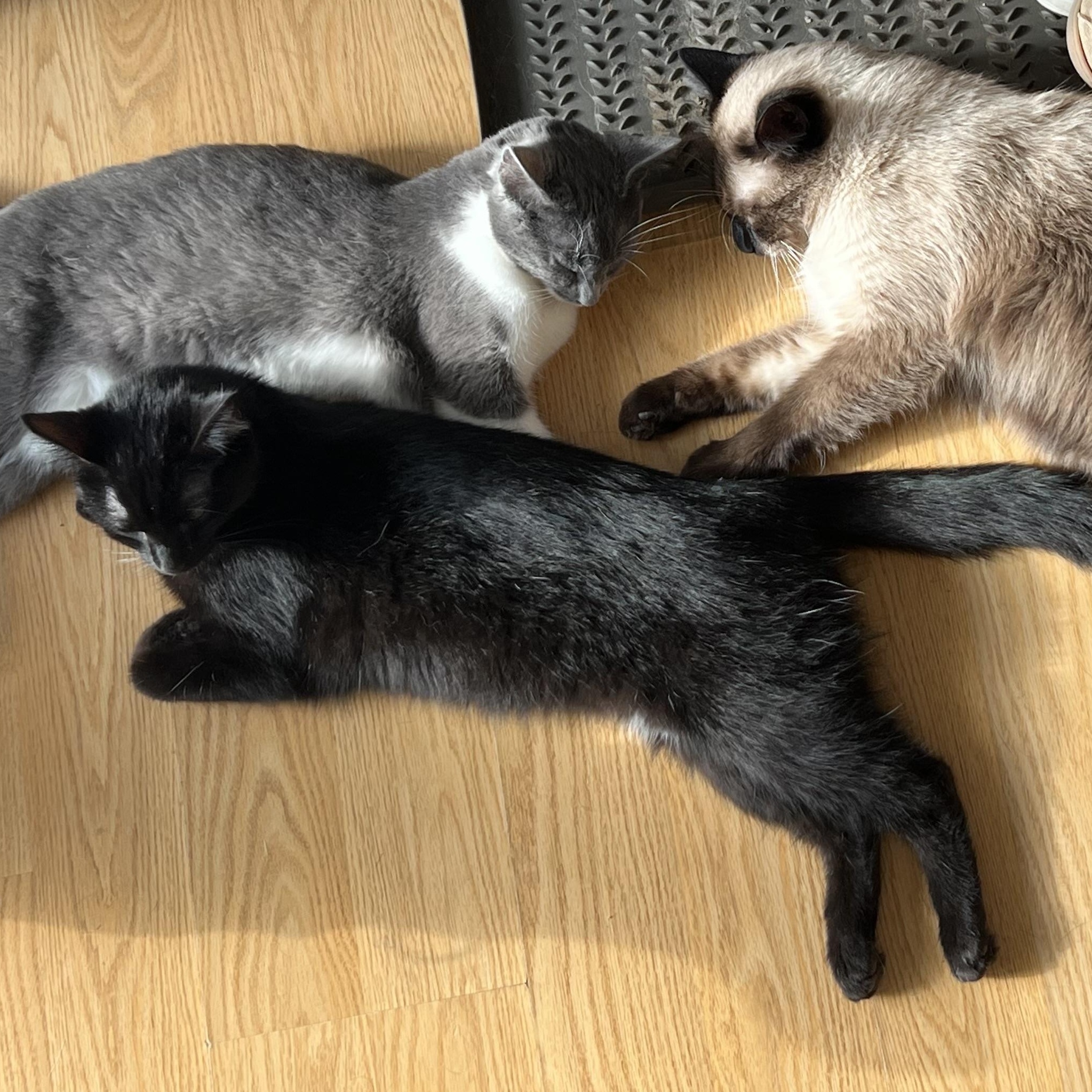 Enlarge Jazzy, a Adoptable Domestic Short Hair in Campbellsville, KY image 5/6