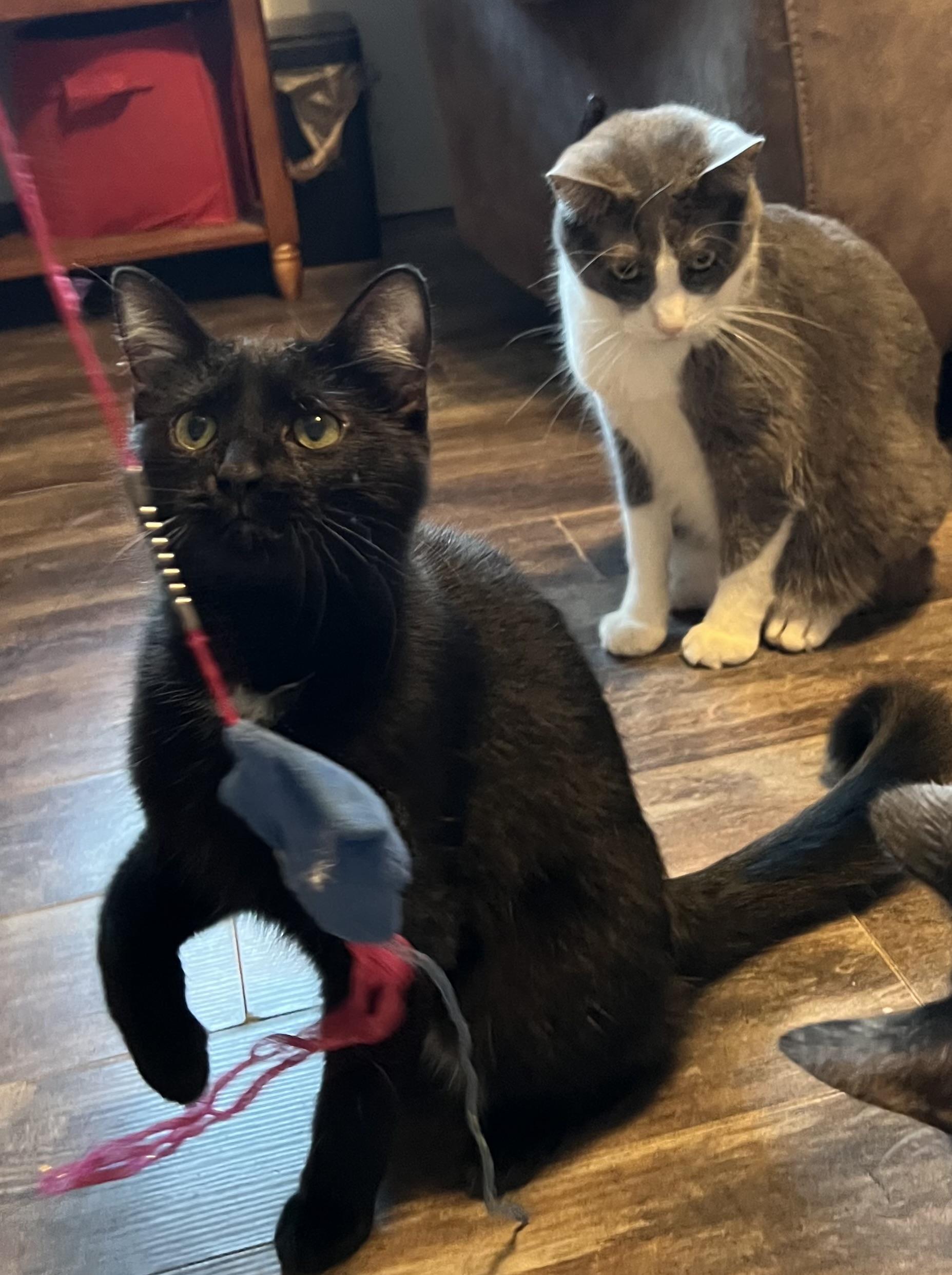 Enlarge Jazzy, a Adoptable Domestic Short Hair in Campbellsville, KY image 2/6