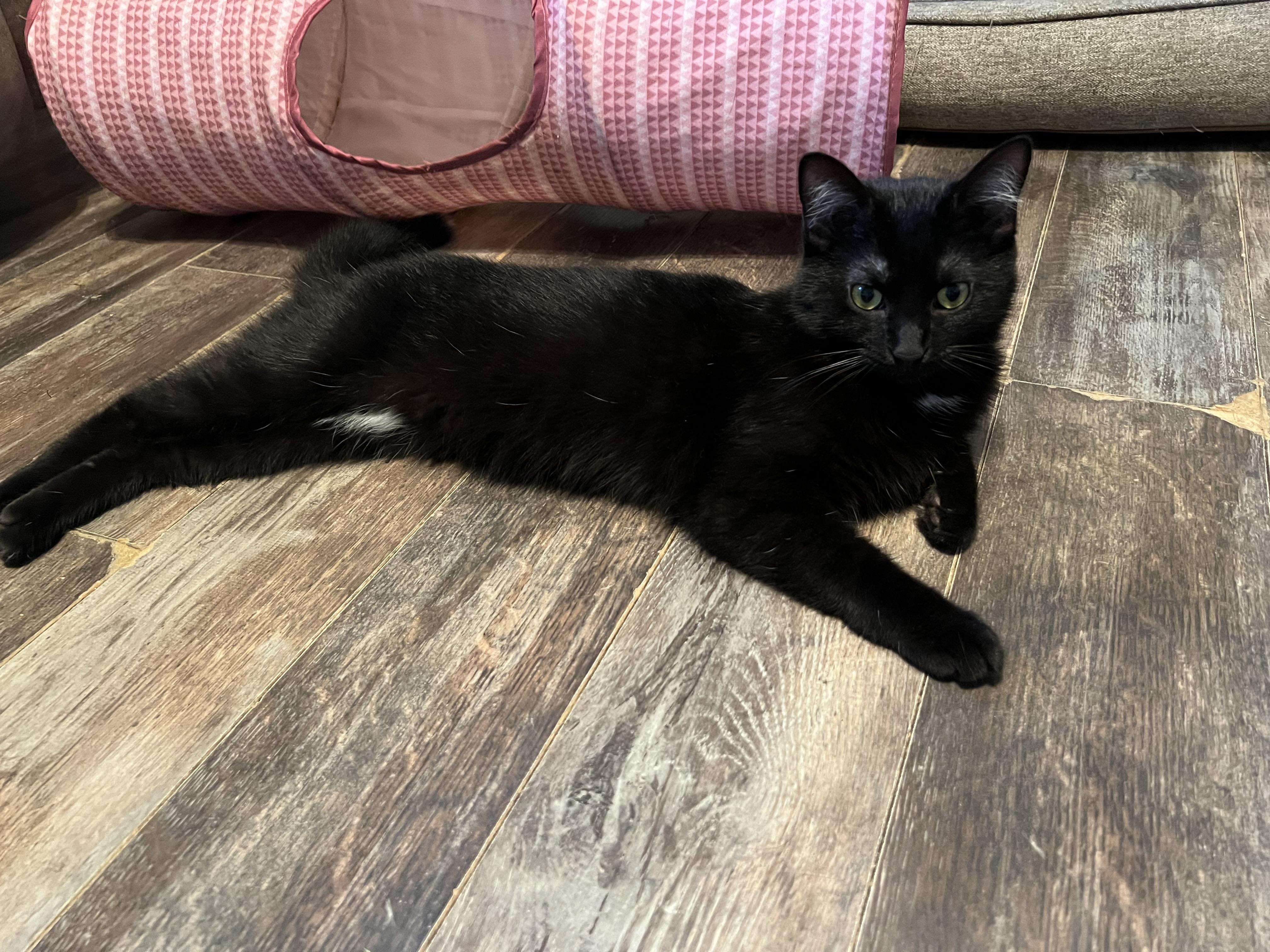 Enlarge Jazzy, a Adoptable Domestic Short Hair in Campbellsville, KY image 1/6