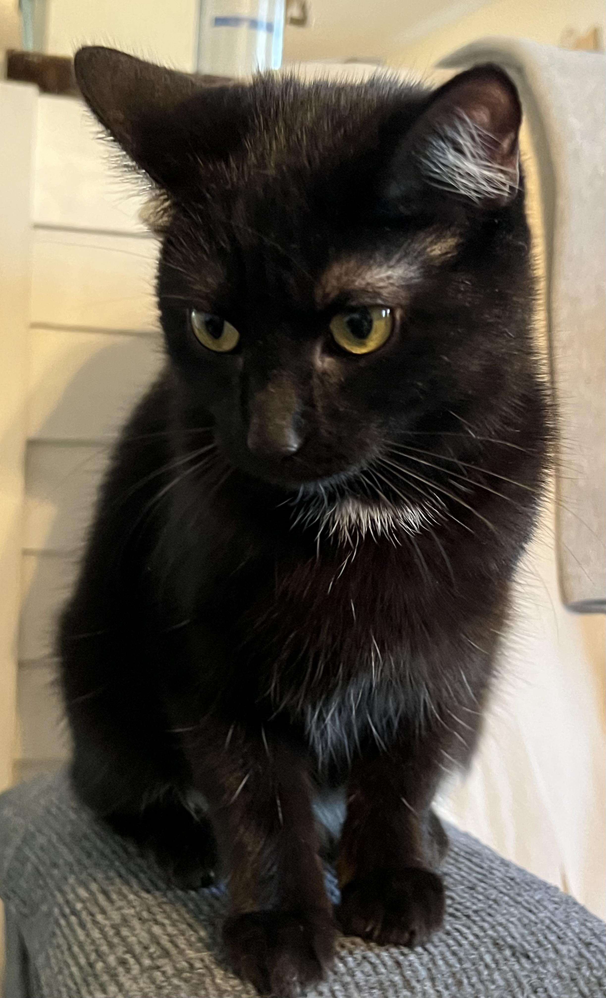 Enlarge Jazzy, a Adoptable Domestic Short Hair in Campbellsville, KY image 4/6