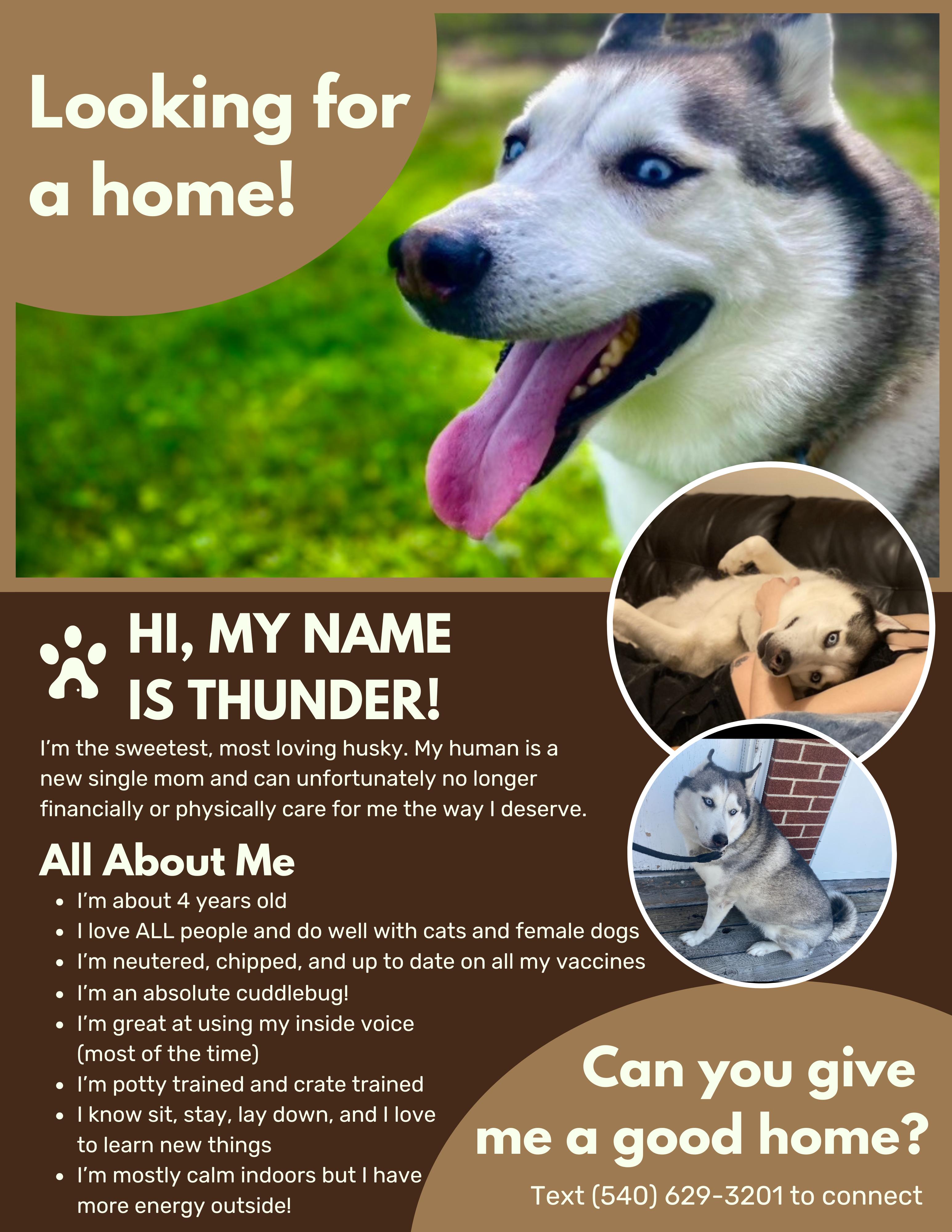*Courtesy Post* Thunder, Adoptable, Adult Male Husky.