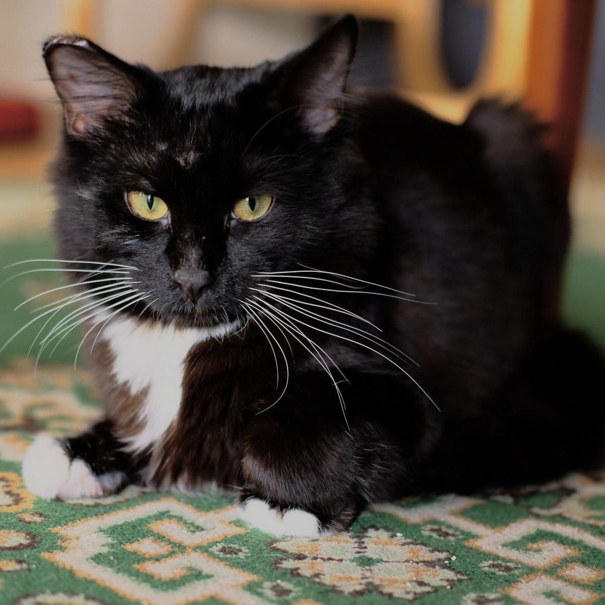 Enlarge Linus, a ADOPTABLE Domestic Short Hair in Ottawa, ON image 4/6