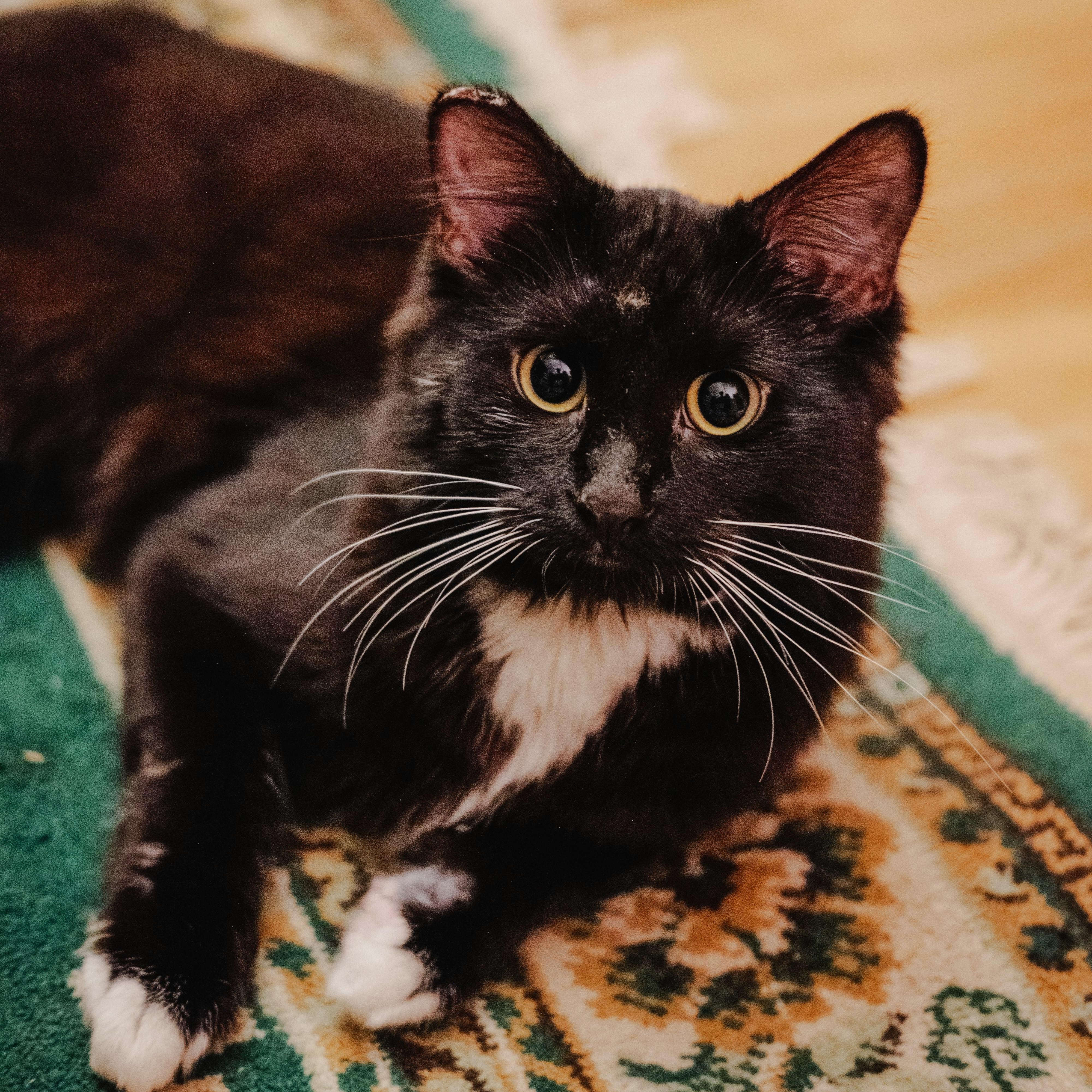 Enlarge Linus, a ADOPTABLE Domestic Short Hair in Ottawa, ON image 2/6