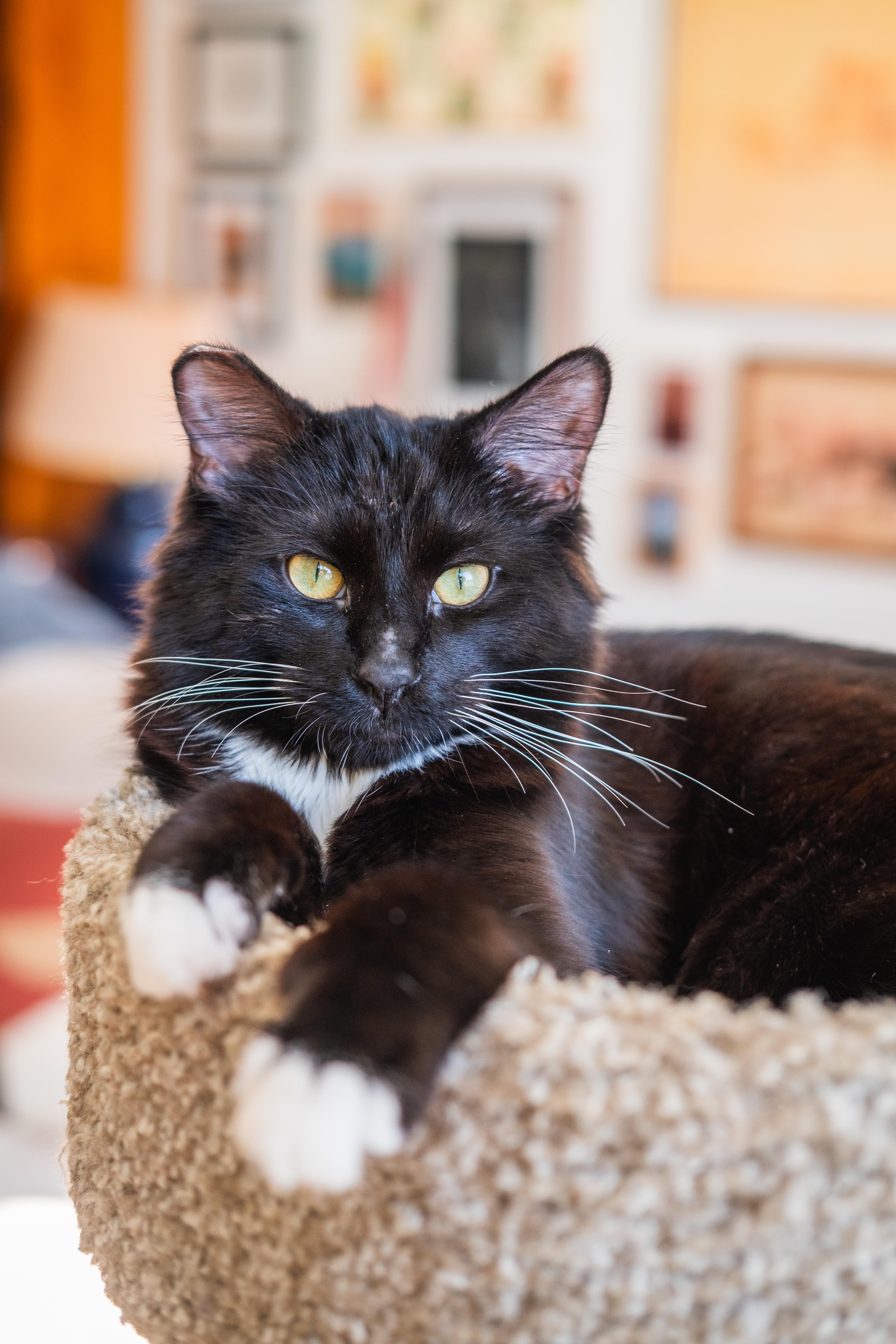 Enlarge Linus, a ADOPTABLE Domestic Short Hair in Ottawa, ON image 3/6