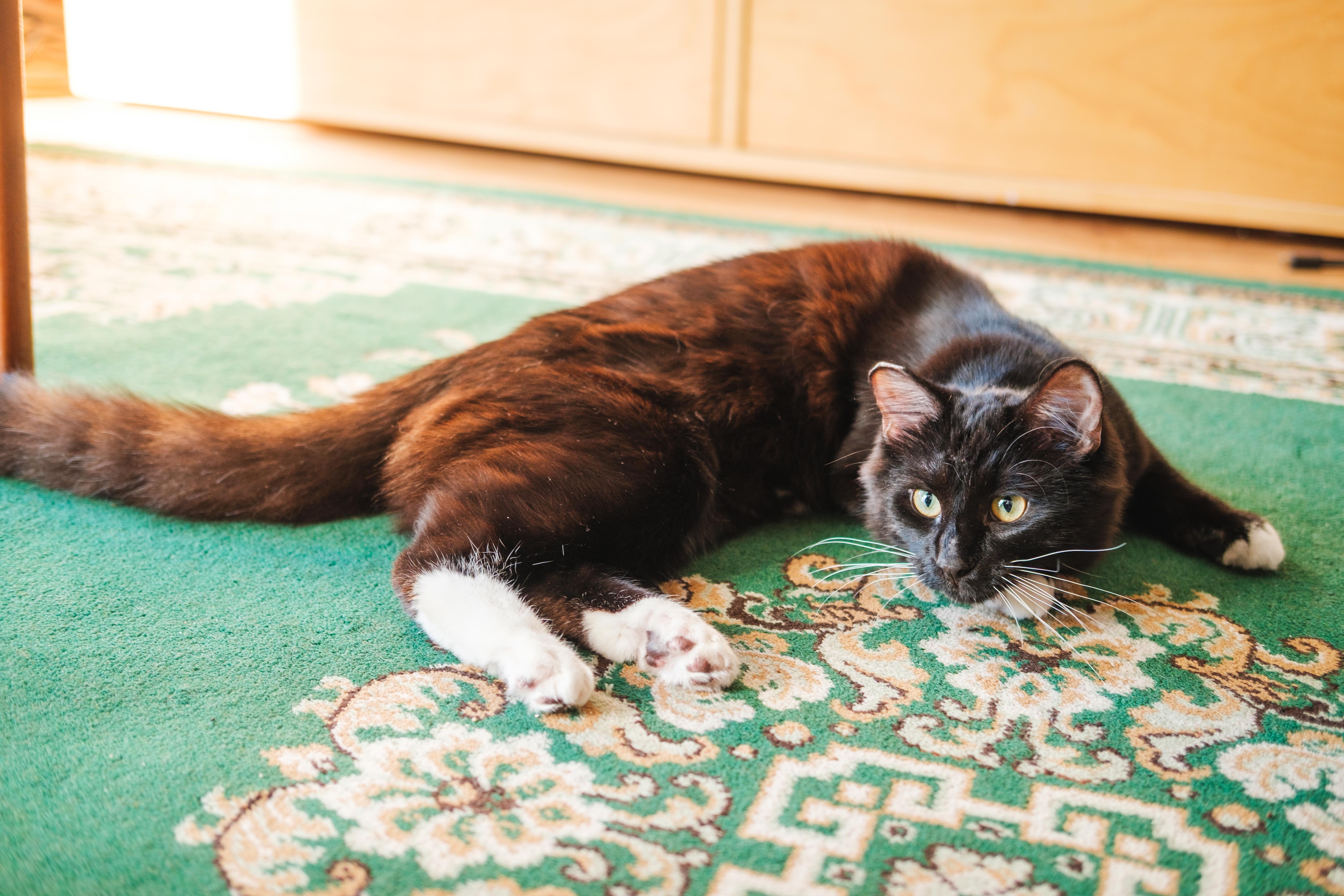 Enlarge Linus, a ADOPTABLE Domestic Short Hair in Ottawa, ON image 5/6