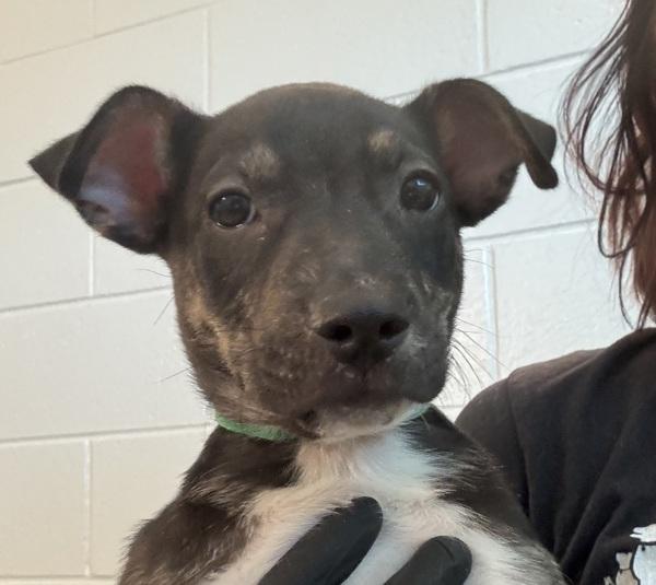 Maritza, Adoptable, Puppy Female Labrador Retriever.