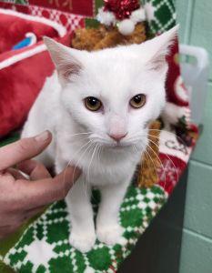 Enlarge Snowflake, a ADOPTABLE Domestic Short Hair in Bucyrus, OH image 3/3