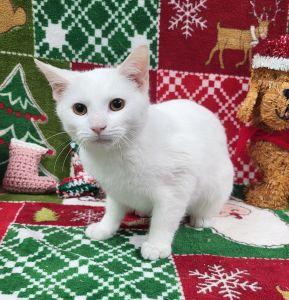 Snowflake, ADOPTABLE, Young Male Domestic Short Hair.