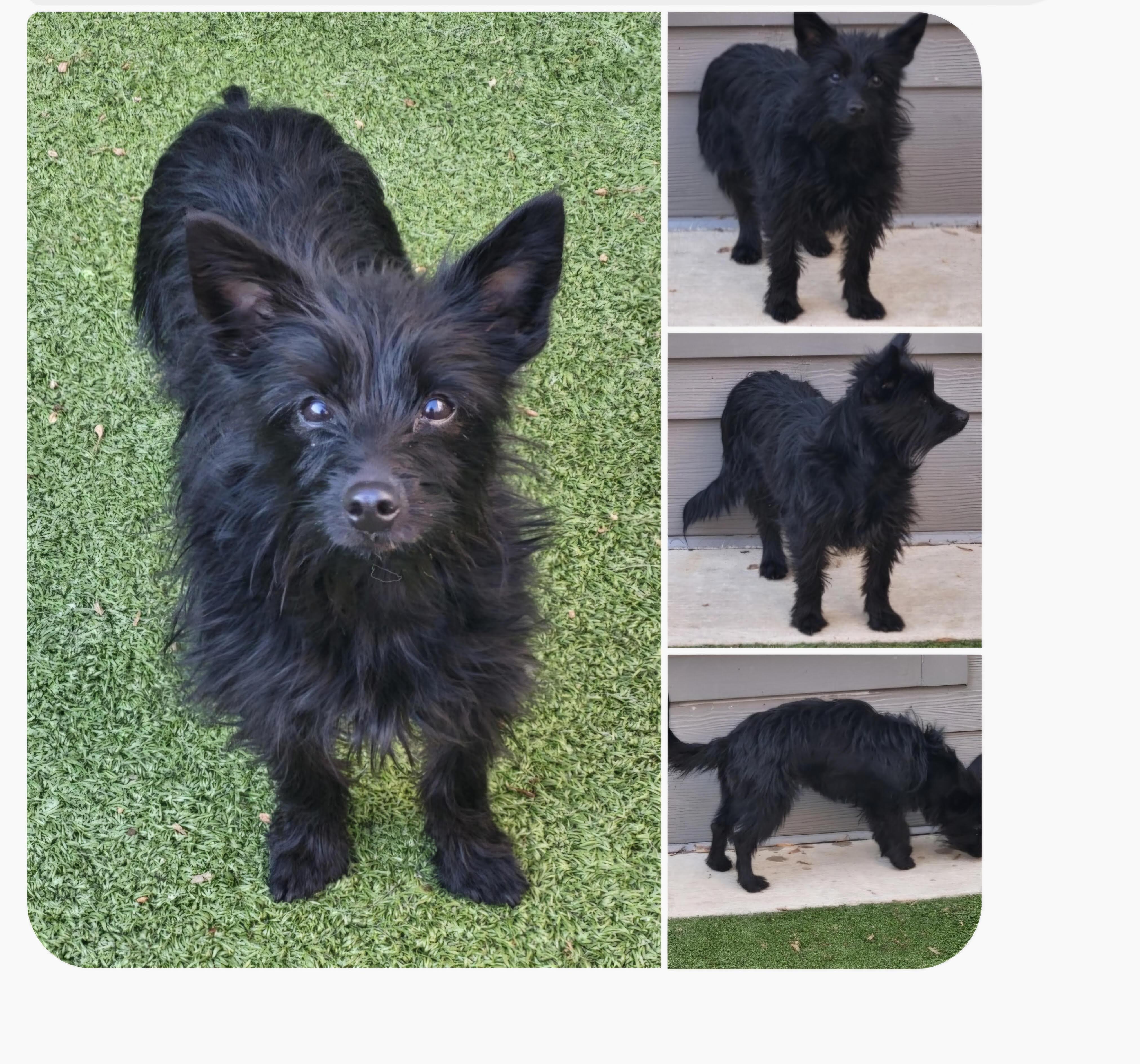 Enlarge Minnie, a ADOPTABLE mixed breed in Greensboro, NC image 2/2