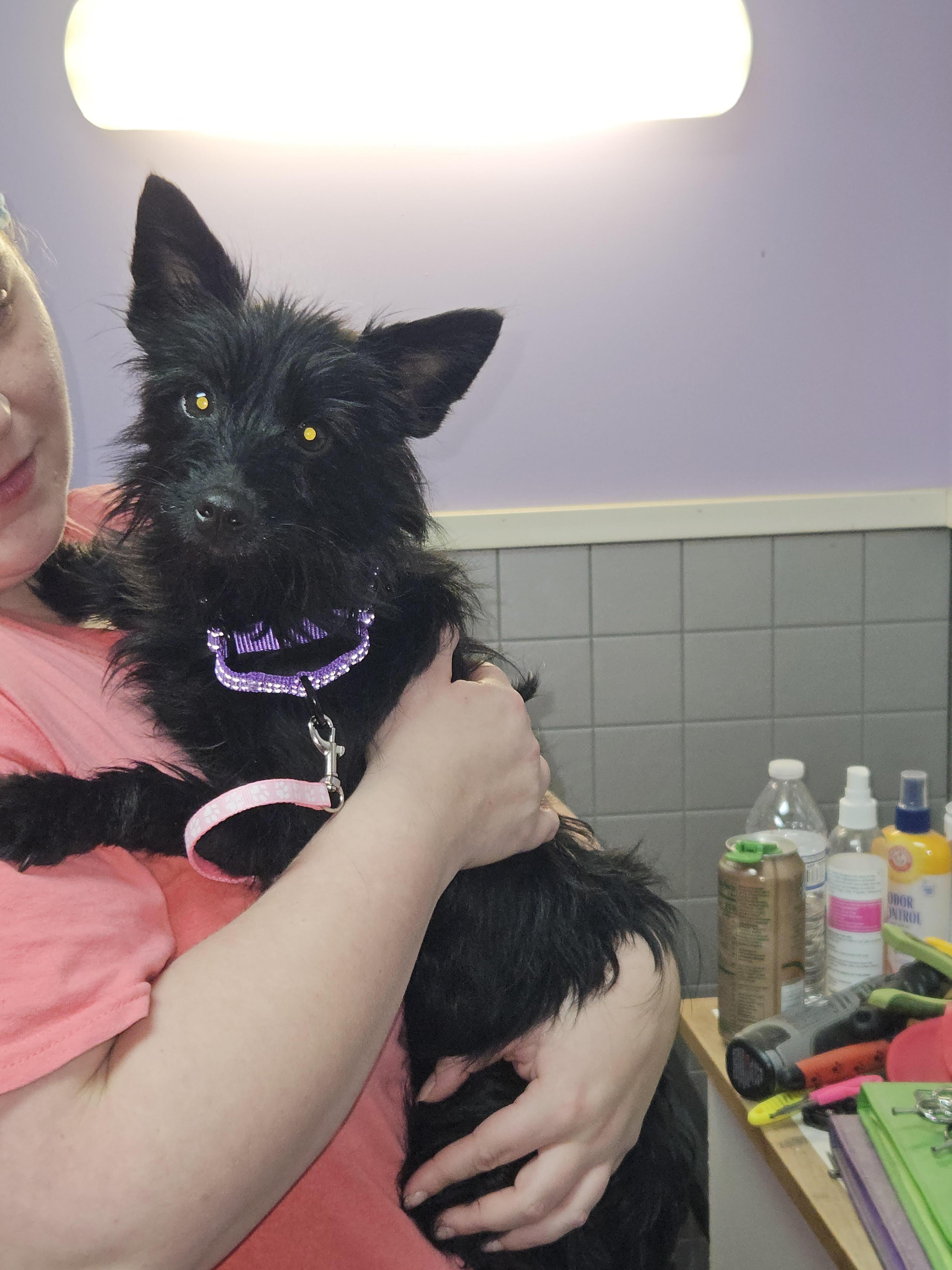 Minnie, ADOPTABLE, Young Female Yorkshire Terrier.