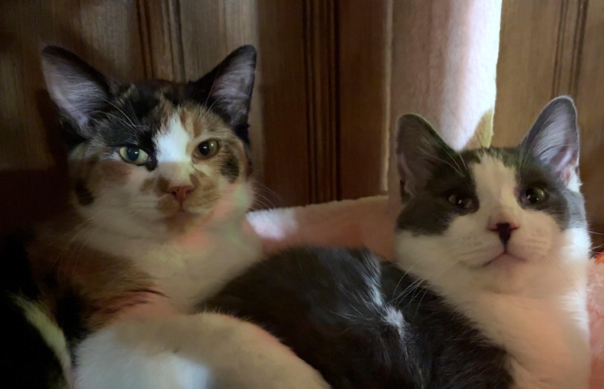 Dexter and Masuka, Adoptable, Kitten Female Domestic Short Hair.