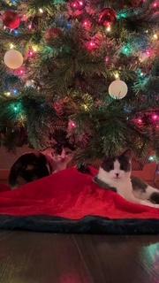 Dexter and Masuka, a Adoptable Domestic Short Hair in Toledo, OH image 2/2