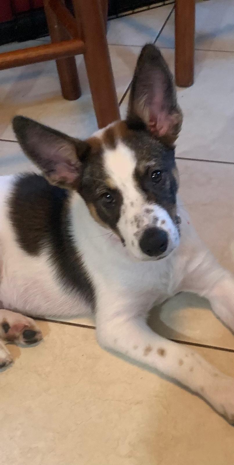 Enlarge Baby Girl, a Adopted mixed breed in Discovery Bay, CA image 1/2