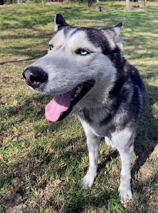 Finn, an adoptable Siberian Husky in Fargo, ND, 58103 | Photo Image 2