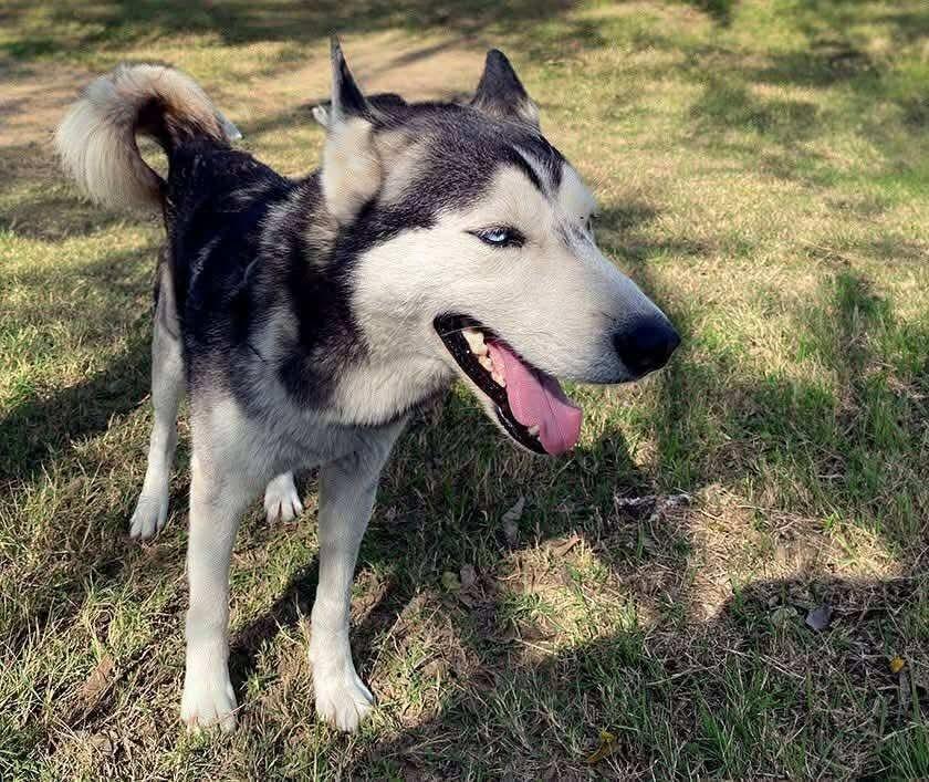 Finn, an adoptable Siberian Husky in Fargo, ND, 58103 | Photo Image 3