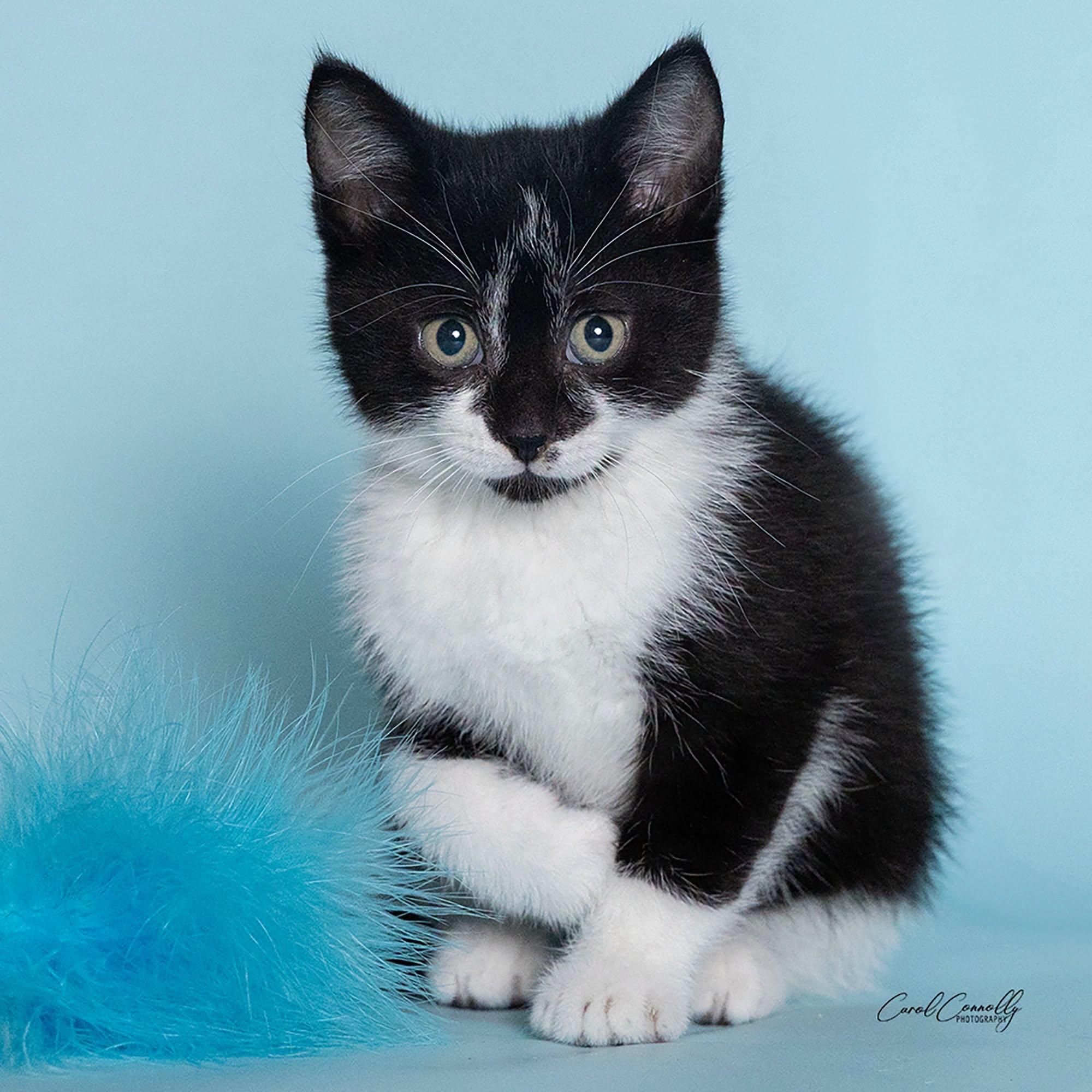 Enoki, ADOPTABLE, Kitten Female Domestic Short Hair.
