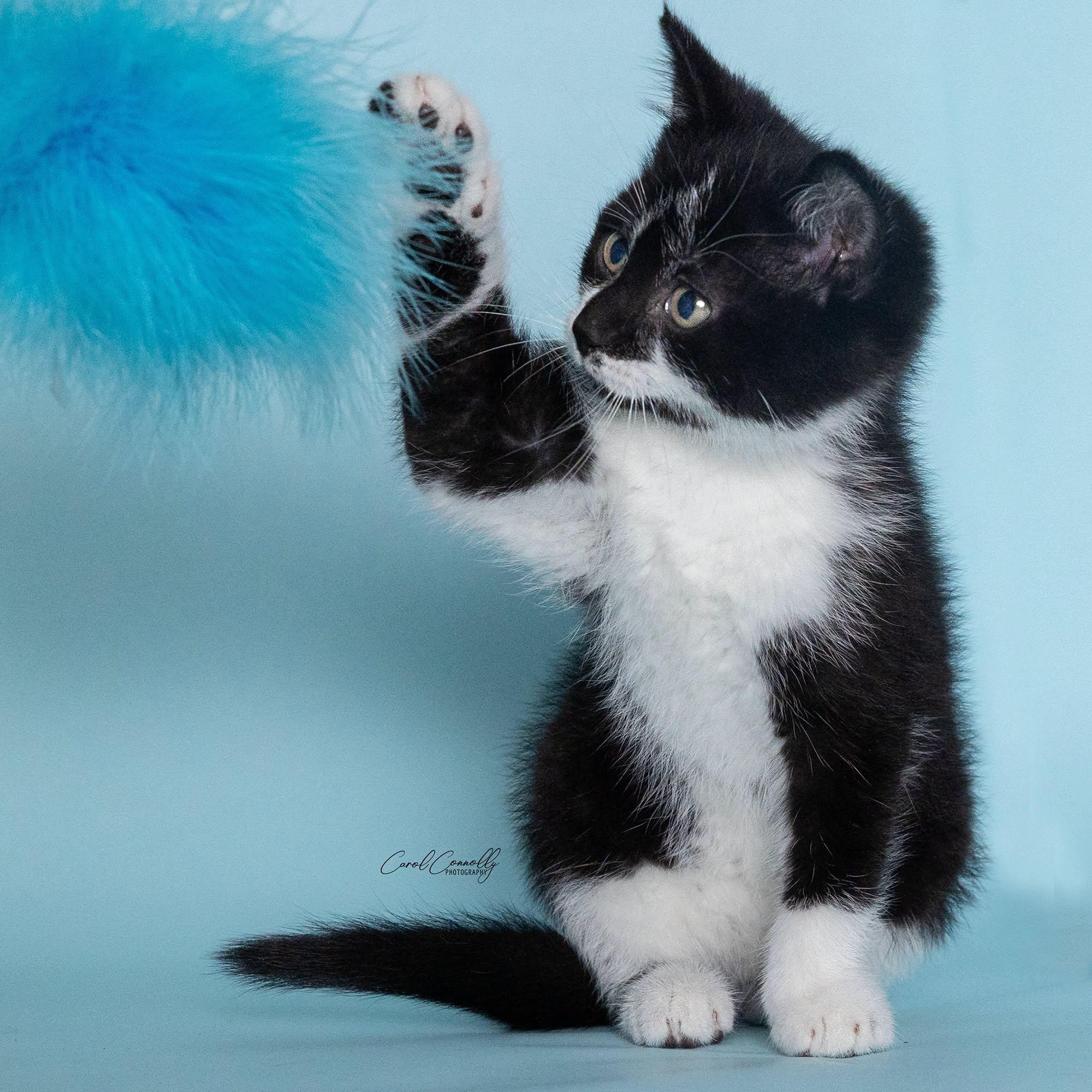 Enlarge Enoki, a ADOPTABLE Domestic Short Hair in Wakefield, QC image 2/5