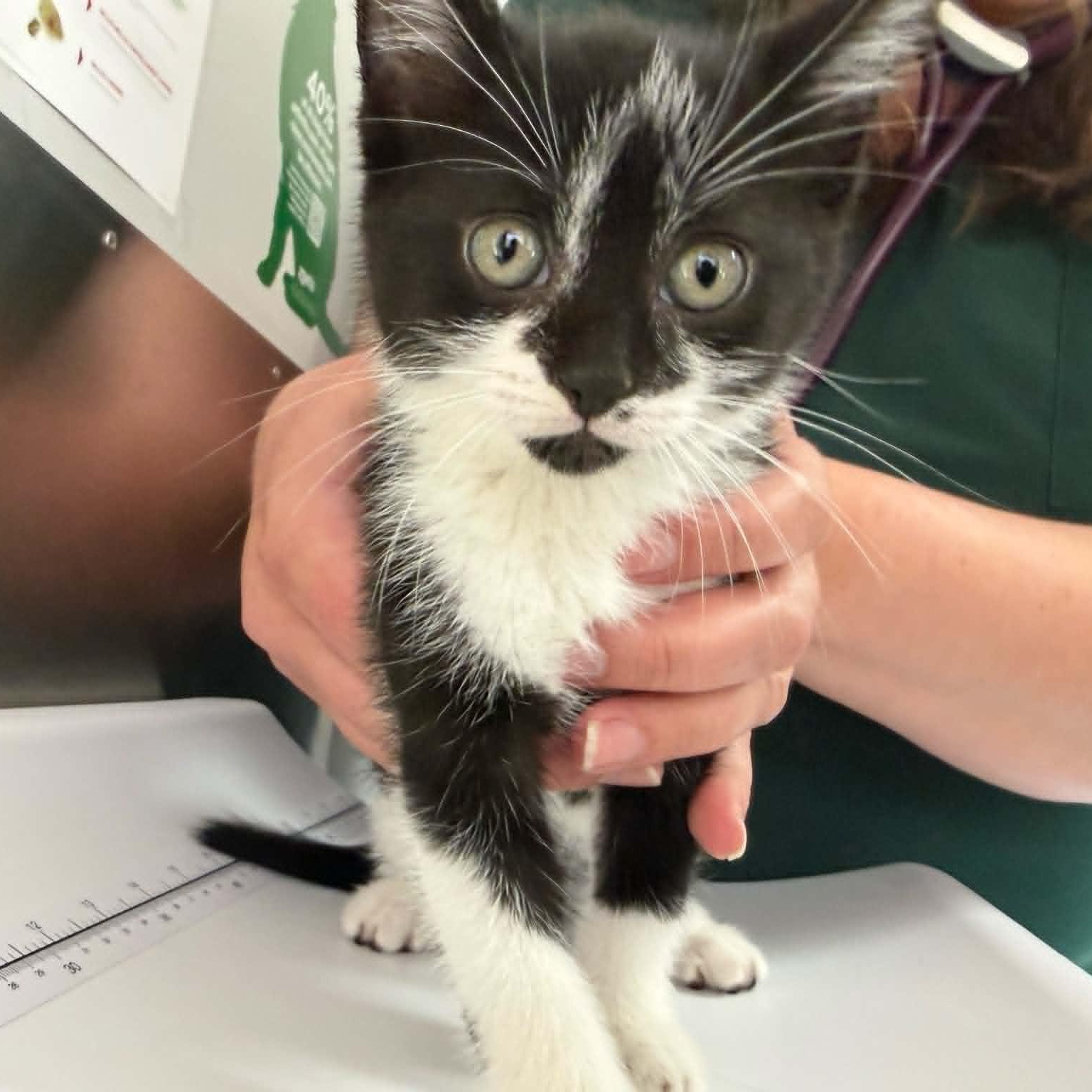 Enlarge Enoki, a ADOPTABLE Domestic Short Hair in Wakefield, QC image 3/5