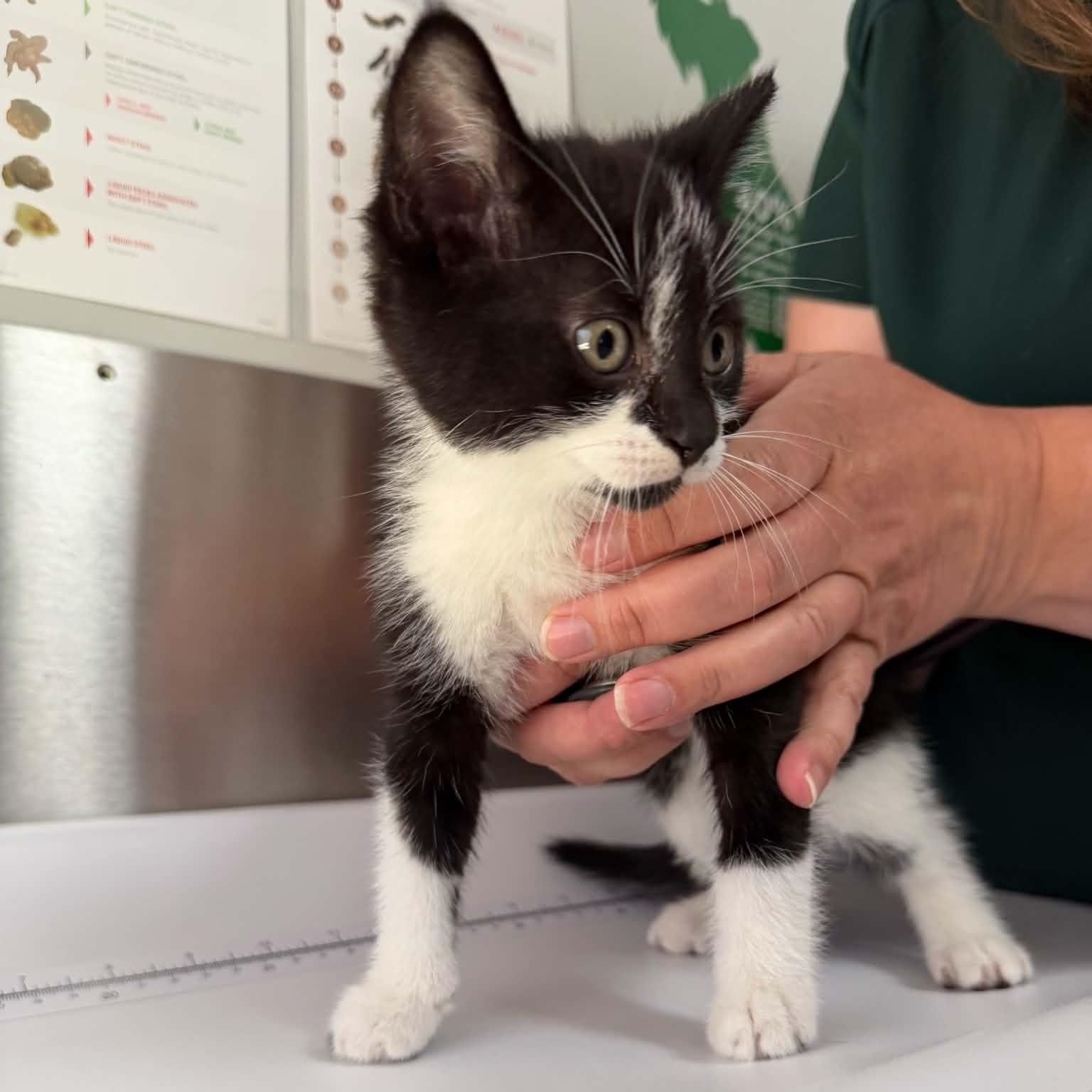 Enlarge Enoki, a ADOPTABLE Domestic Short Hair in Wakefield, QC image 4/5
