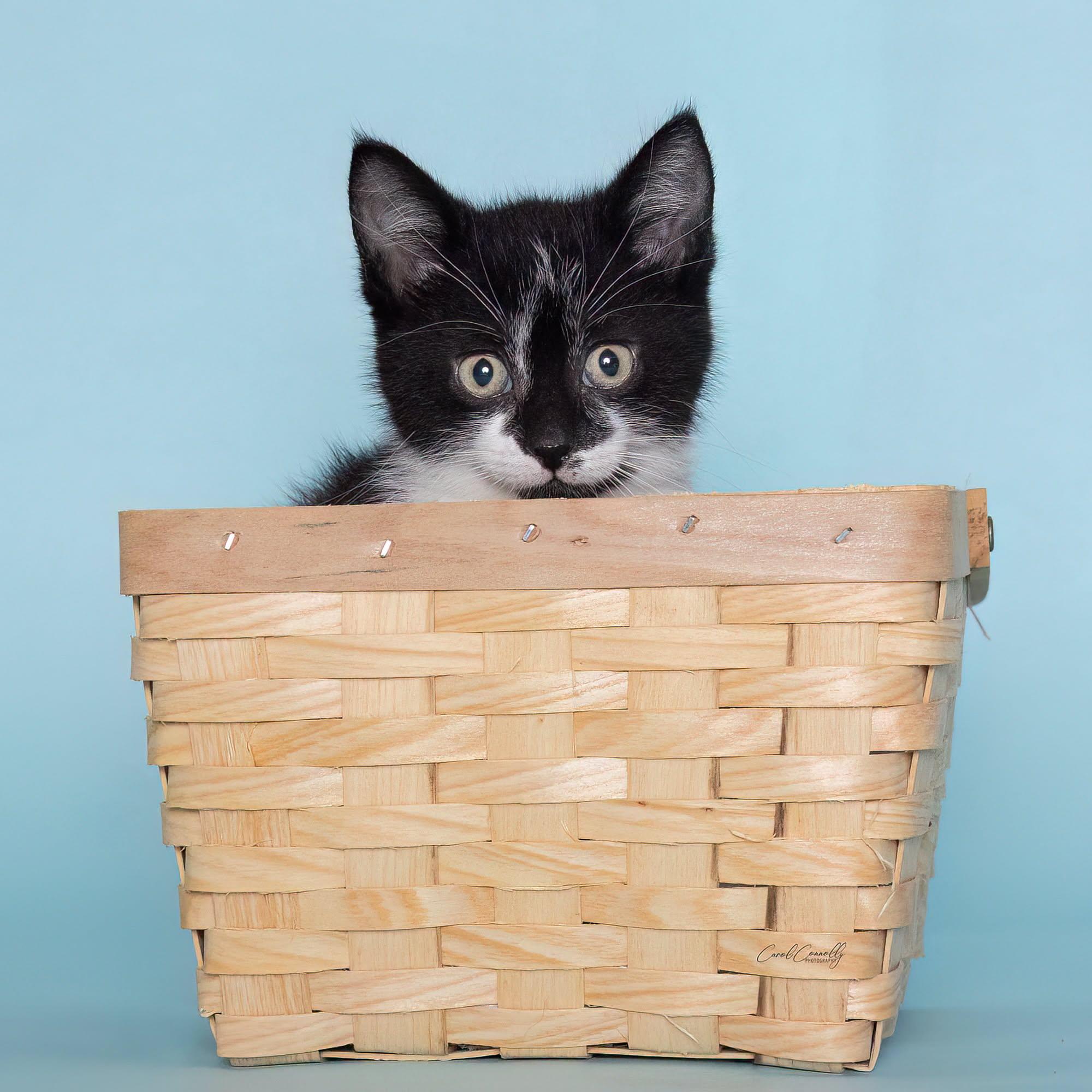 Enlarge Enoki, a ADOPTABLE Domestic Short Hair in Wakefield, QC image 5/5