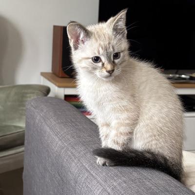 Desi, ADOPTABLE, Kitten Male Siamese.