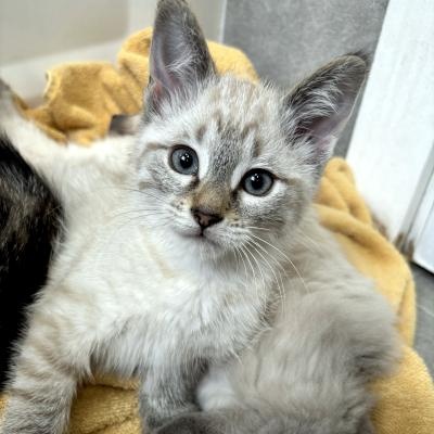 Enlarge Desi, a ADOPTABLE mixed breed in Mississauga, ON image 2/6