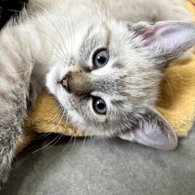 Enlarge Desi, a ADOPTABLE mixed breed in Mississauga, ON image 5/6