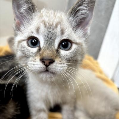 Enlarge Desi, a ADOPTABLE mixed breed in Mississauga, ON image 4/6