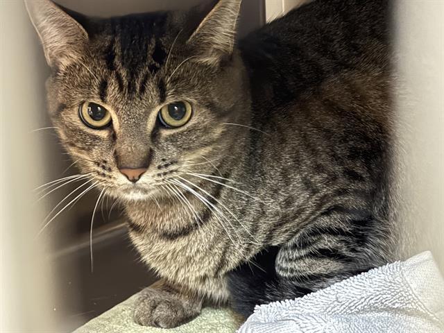 BUFFY, Adoptable, Young Female Domestic Short Hair.