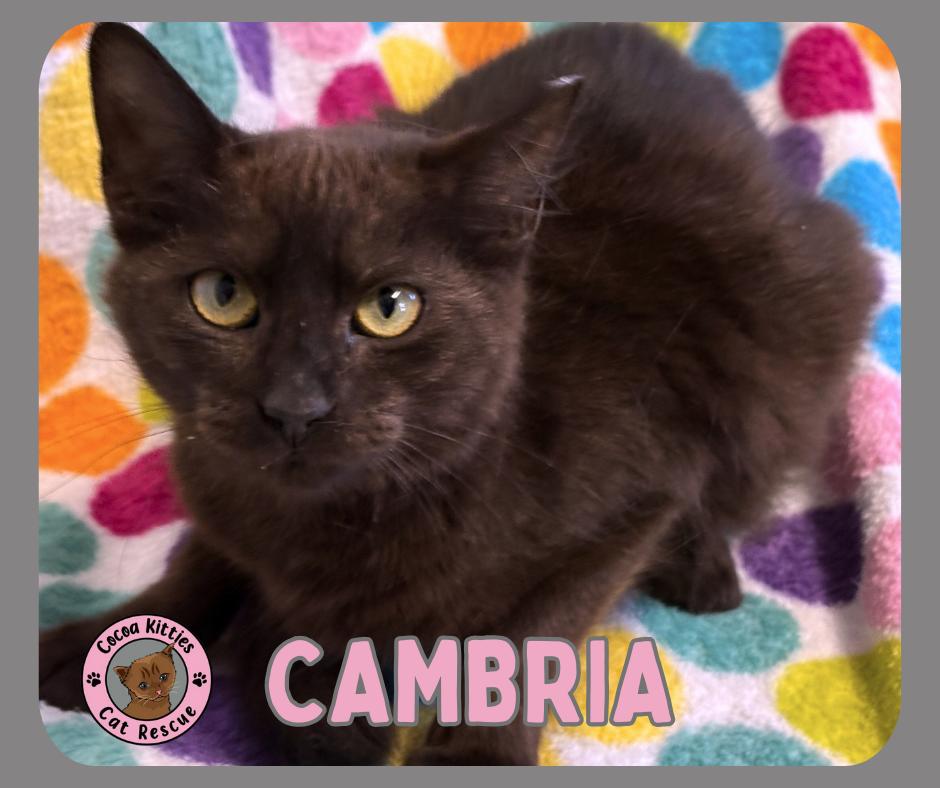 Enlarge Cambria, a Adoptable Domestic Short Hair in Hershey, PA image 4/6