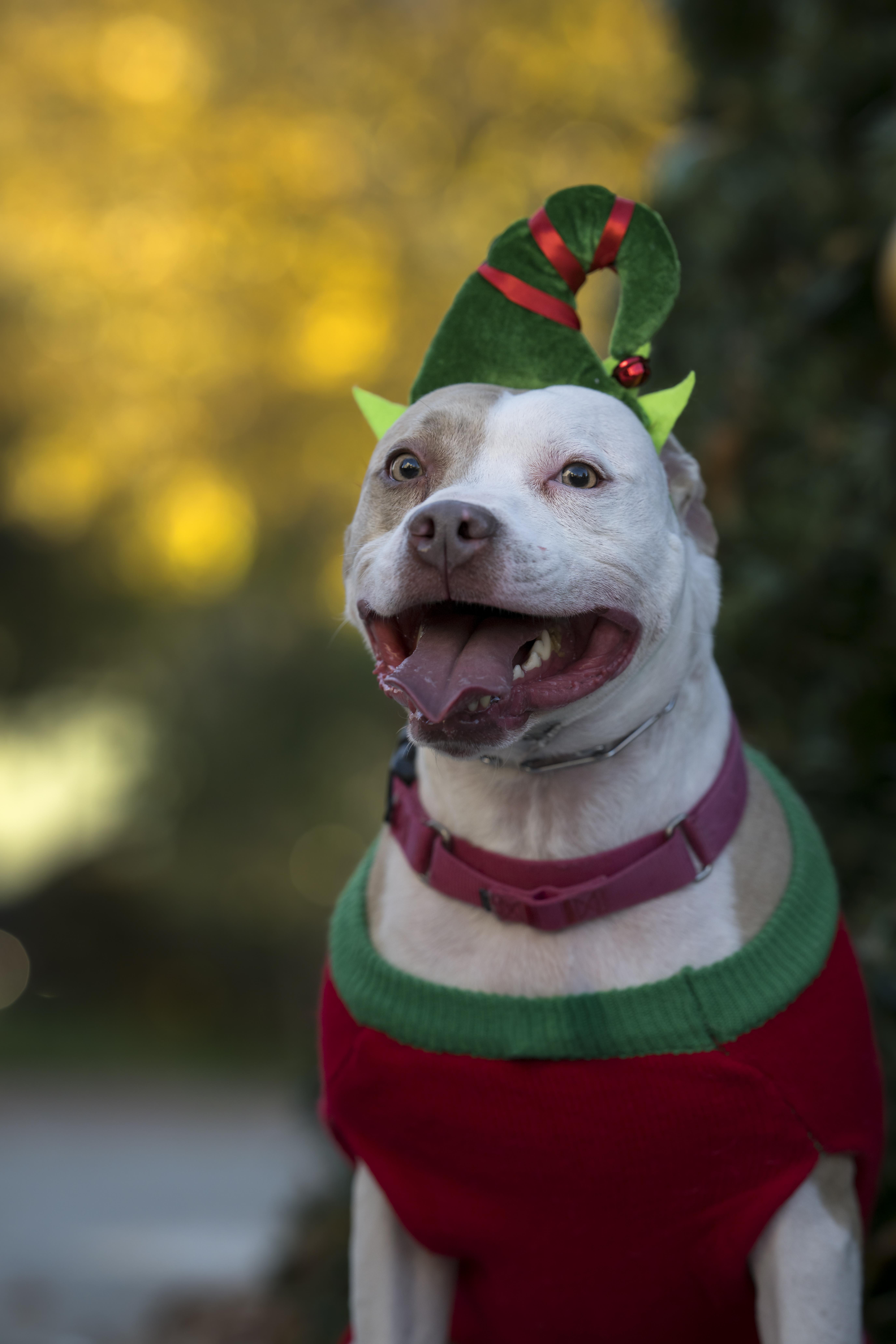 Kix, Adoptable, Adult Male American Staffordshire Terrier & Pit Bull Terrier.
