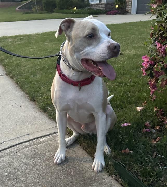 Kix, a Adoptable mixed breed in Roswell, GA image 3/5