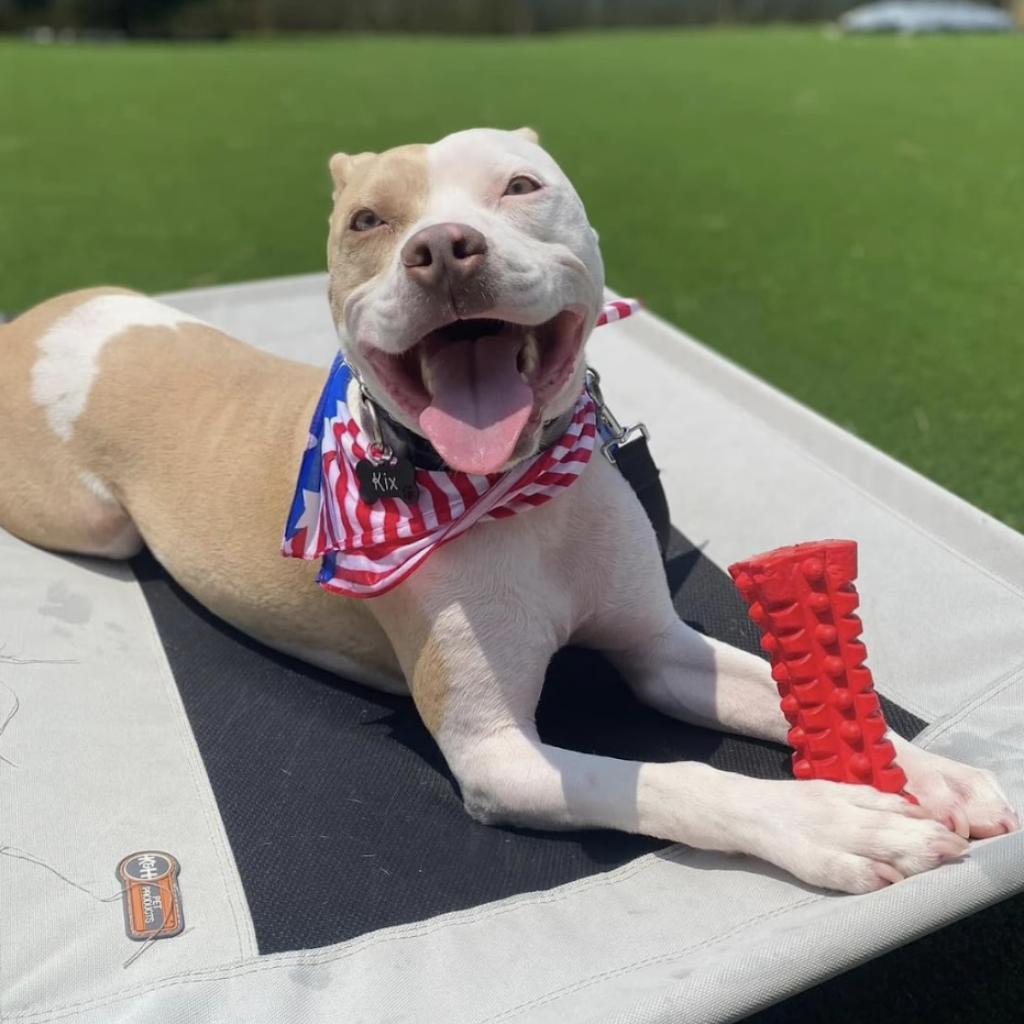 Kix, Adoptable, Adult Male American Staffordshire Terrier & Pit Bull Terrier.