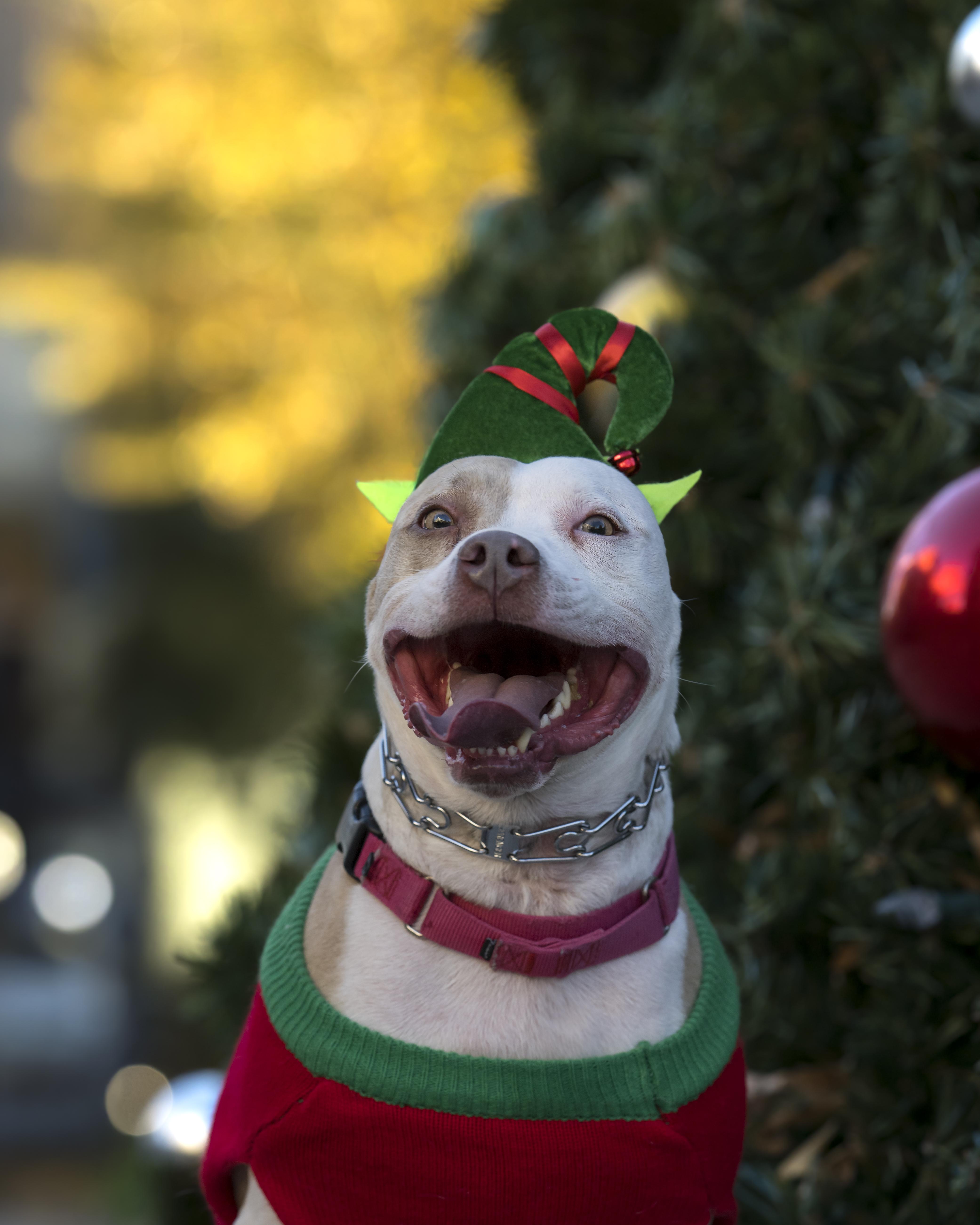 Kix, a Adoptable mixed breed in Roswell, GA image 2/5