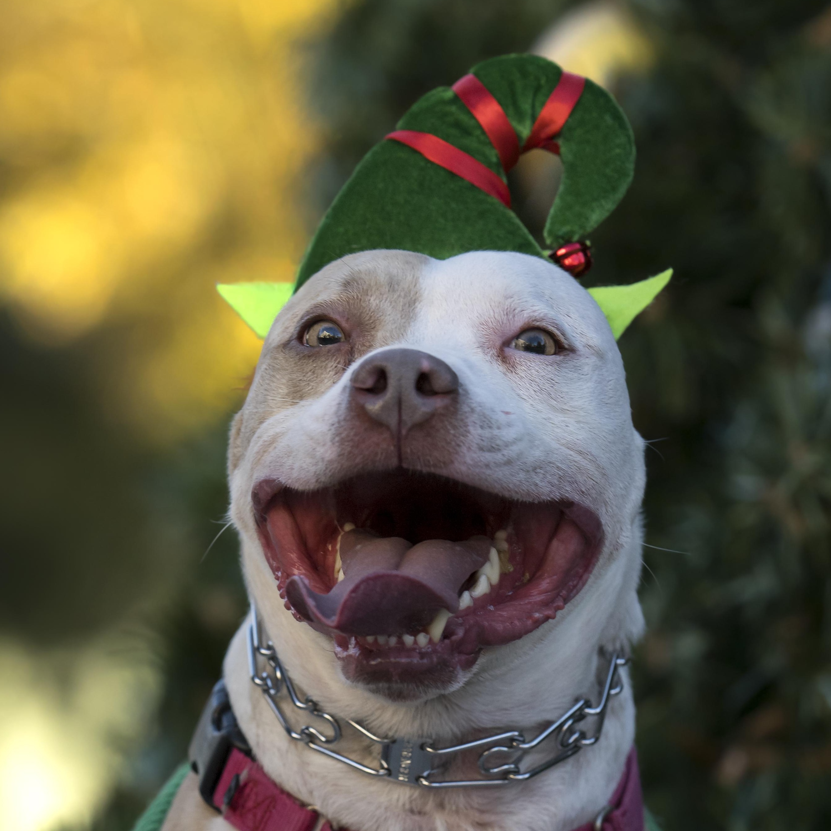 Enlarge Kix, a Adoptable mixed breed in Roswell, GA image 5/5