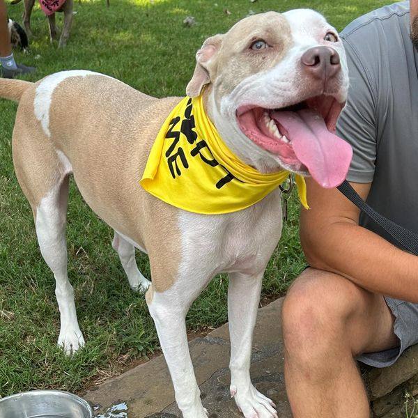 Kix, Adoptable, Adult Male American Staffordshire Terrier & Pit Bull Terrier.