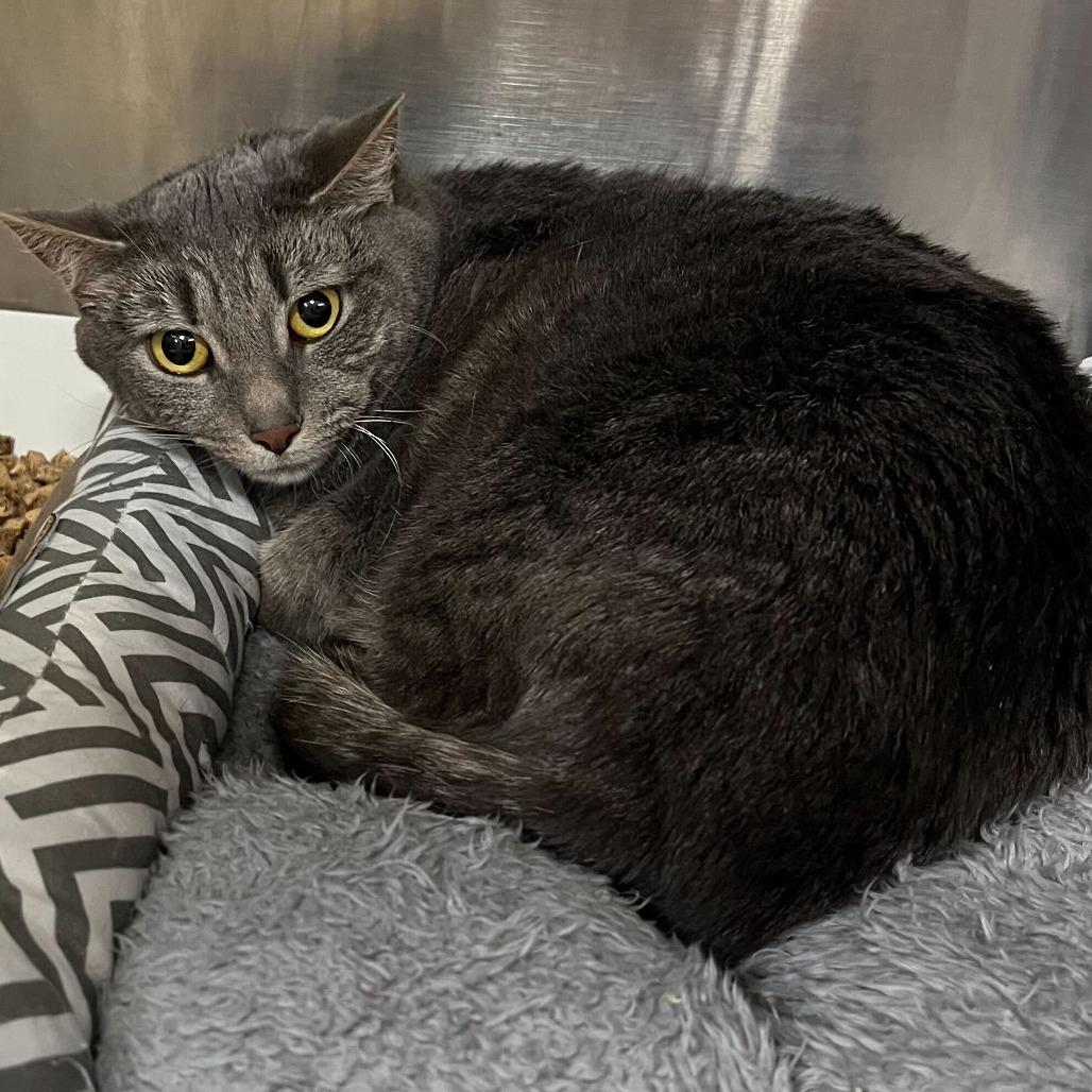 Enlarge Coco, a Adoptable Domestic Short Hair in Conshohocken, PA image 1/2