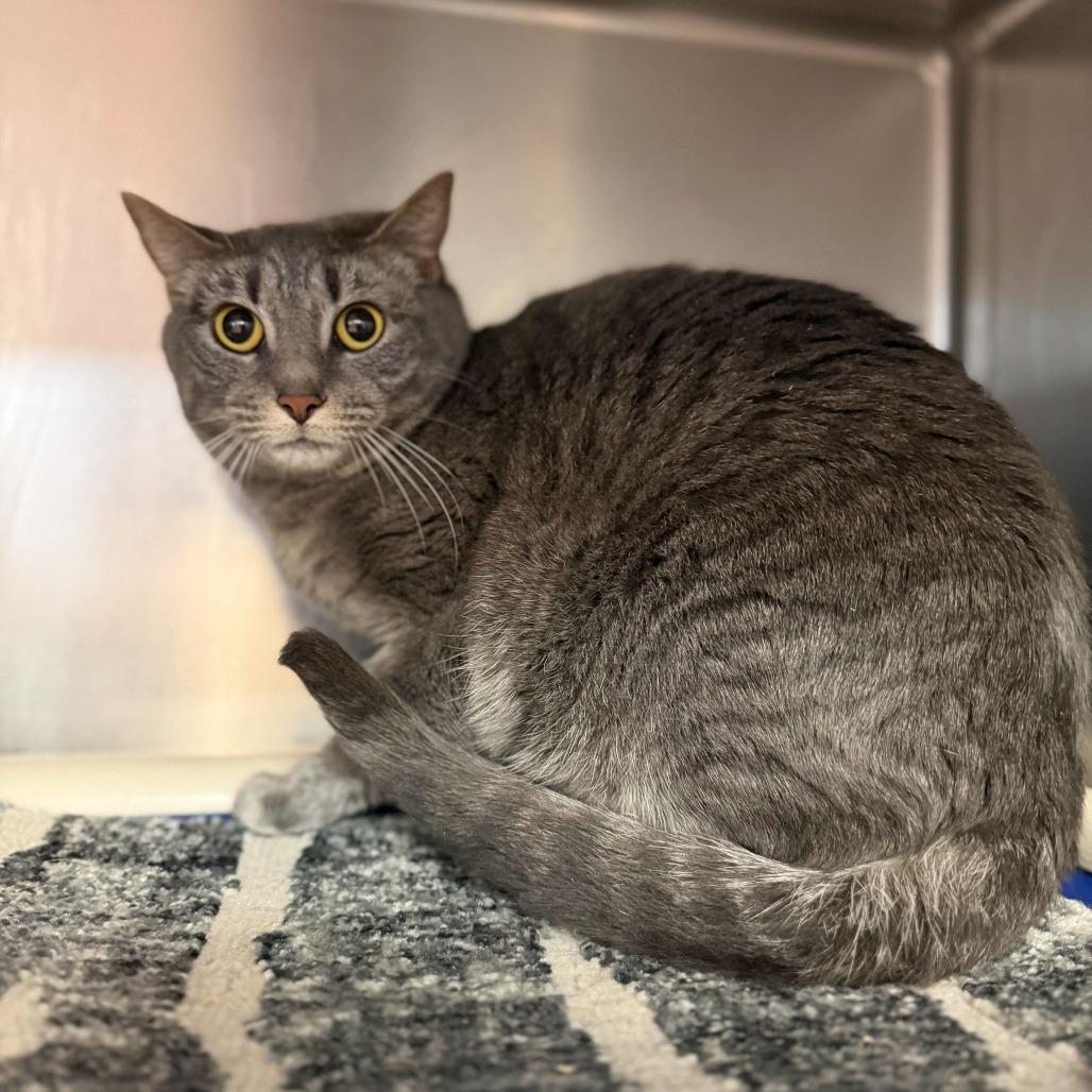 Enlarge Coco, a Adoptable Domestic Short Hair in Conshohocken, PA image 2/2