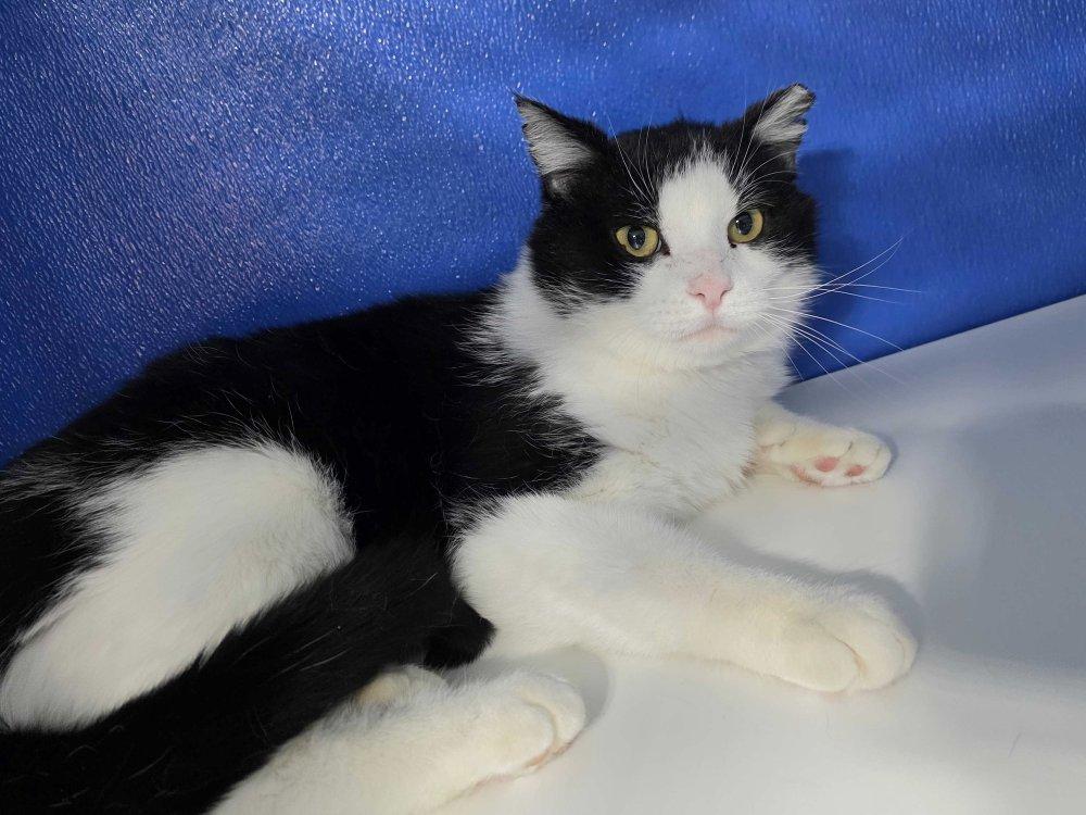 Reyson, Adoptable, Adult Male Domestic Short Hair.