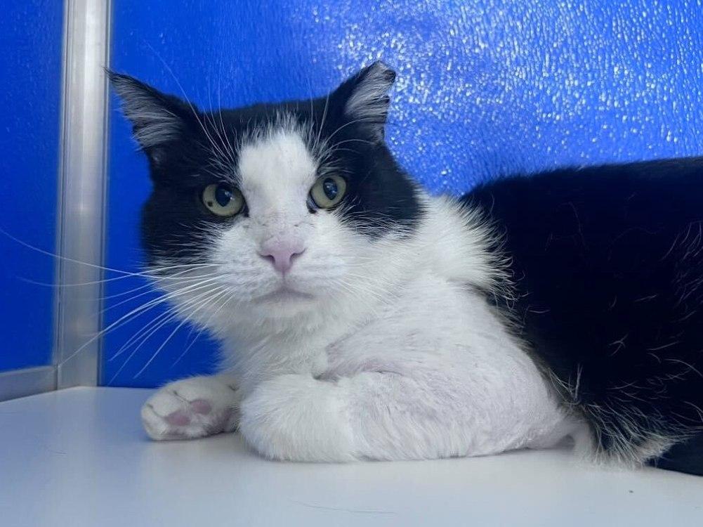 Enlarge Reyson, a Adoptable Domestic Short Hair in Colorado Springs, CO image 2/3