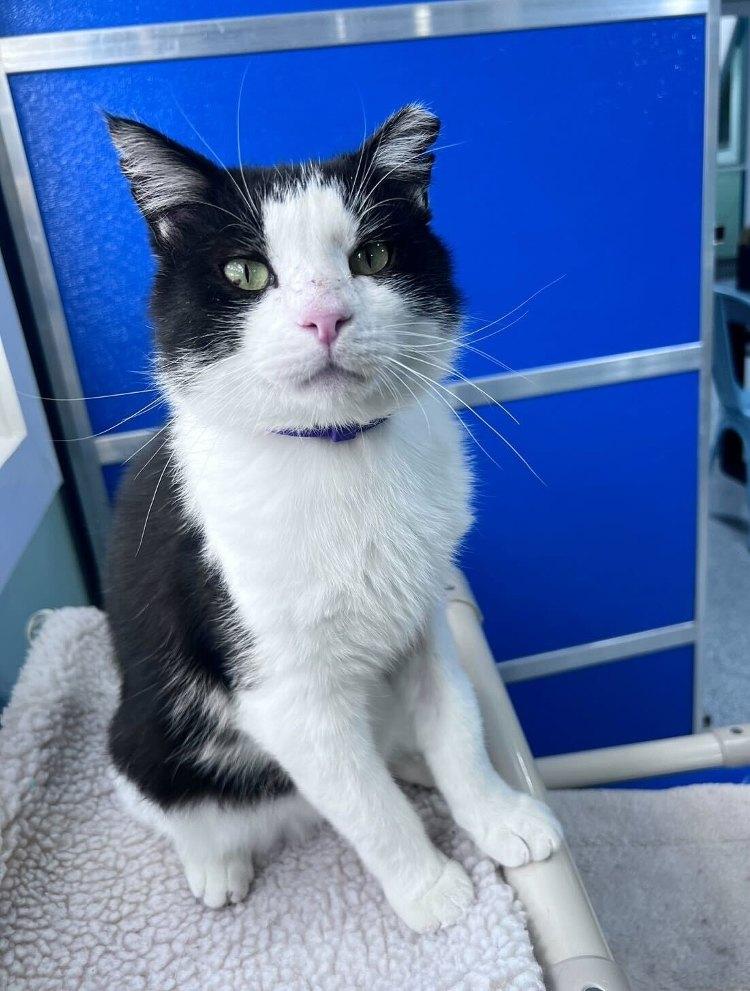 Enlarge Reyson, a Adoptable Domestic Short Hair in Colorado Springs, CO image 1/3