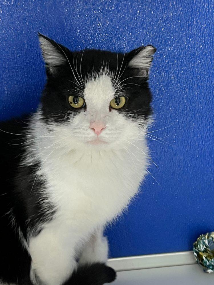 Enlarge Reyson, a Adoptable Domestic Short Hair in Colorado Springs, CO image 2/3